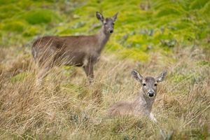 Venados de cola blanca en la zona de protección hídrica Antisana, Quito, Ecuador.