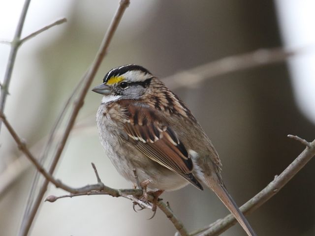 A white throated sparrow is perched in a bare tree. 