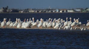 A large pod of adult white pelicans sits on a long, thin strip of beach against a backdrop of the Gulf of Mexico.