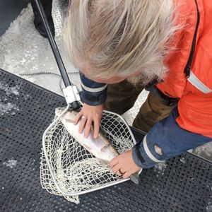 A person checking a netted fish. 