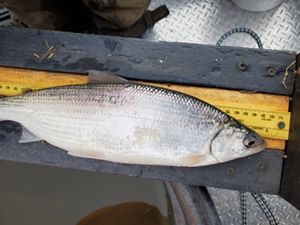 A fish laid out on top of a ruler. 