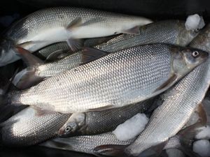 Whitefish lay in a net. 