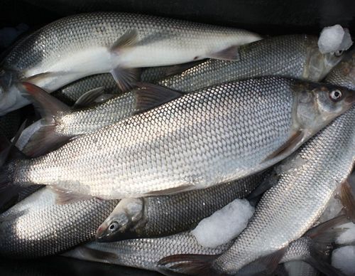 Whitefish lay in a net.