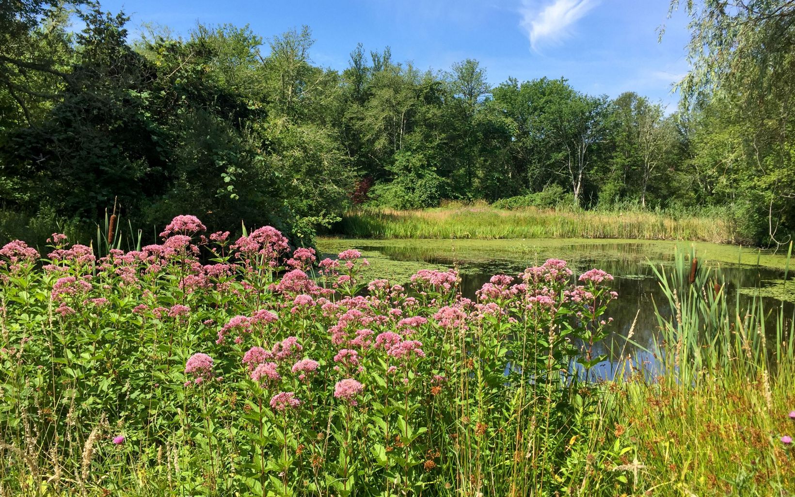 
                
                  Joe-pye Weed In late summer, the preserve's fields and wetland edges turn purple, to the delight of visitors and pollinators. 
                  © Tim Mooney/TNC
                
              