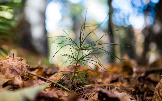 Closeup of a white pine seedling sprouting up from a brown leaf-covered forest floor.