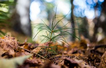 Closeup of a white pine seedling sprouting up from a brown leaf-covered forest floor.