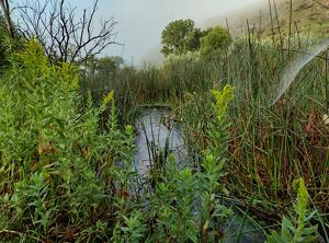 A creek obscured by plants.