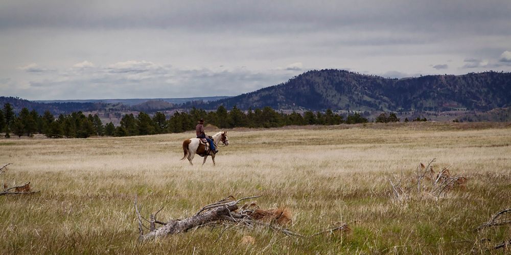 A man on horseback in the Black Hills landscape.