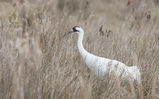 white crane with red head in the middle of grasslands.