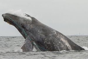 Humpback whale entangled in fishing gear.