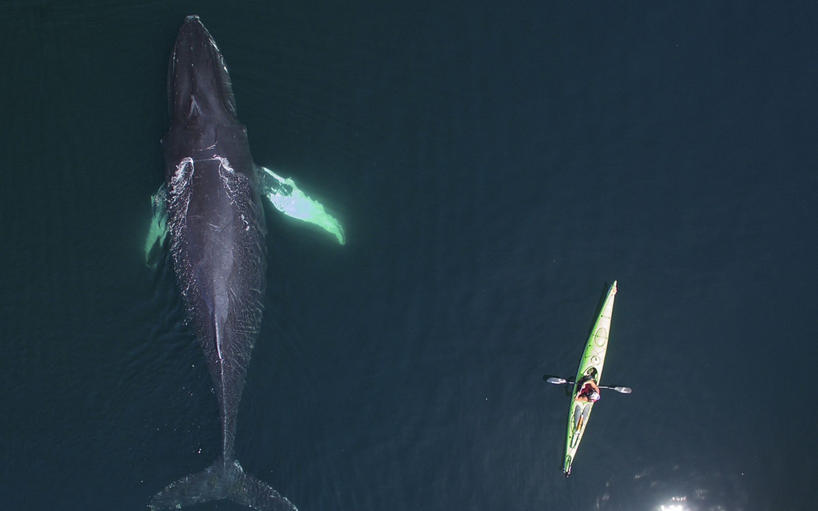 Image displays a kayaker beside a whale in the open ocean. 