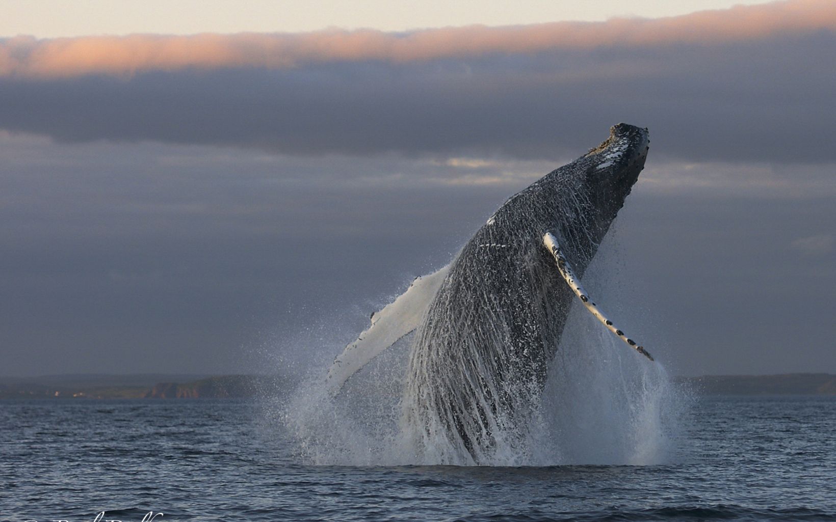 A humpback whale leaps from the dark blue water's surface.