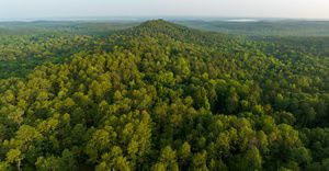 A small mountain covered in trees emerges from a forested landscape.