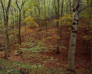 Whip-poor-will woods