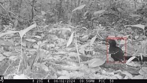 A medium-sized bird stands on the leaf-littered floor of a forest.