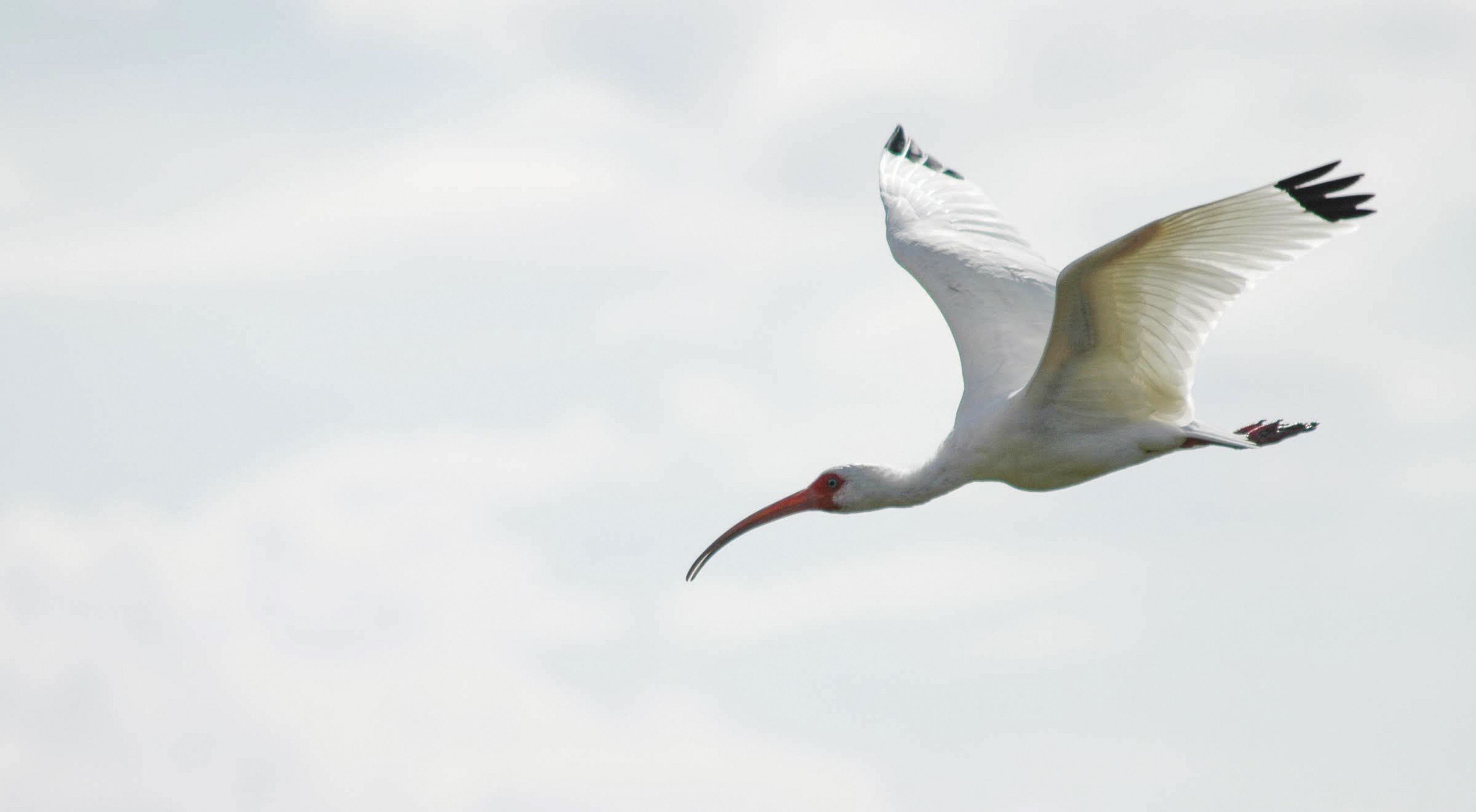 A large white bird with black wing tips and a red face, flying through a blueish gray sky.