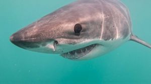 A large, gray and white shark swims directly in front of the camera against a teal ocean background.