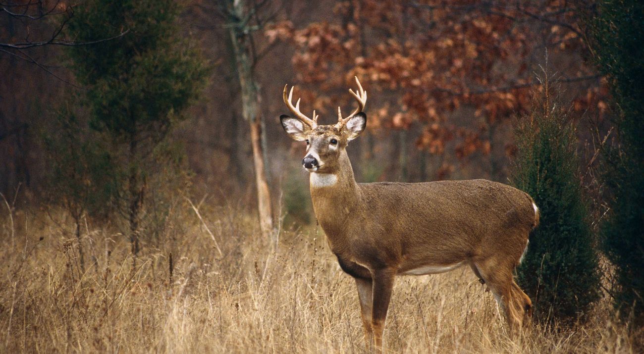 A white-tailed deer buck standing at the edge of a forest with trees in the background.