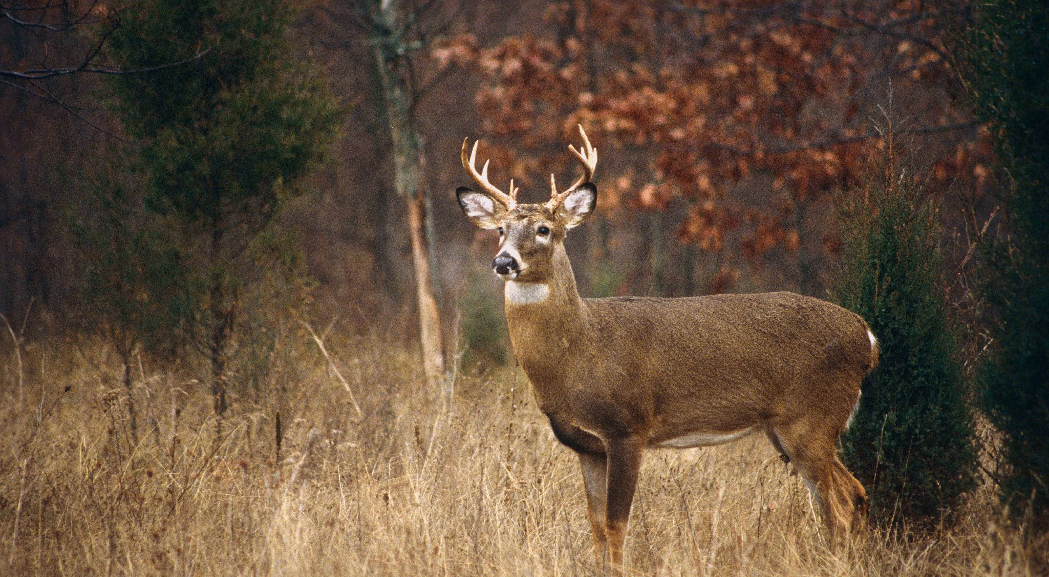 A male deer stands in a forest.