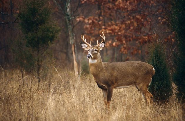 A male white-tailed deer standing among tall dried grass next to a small tree with red fall leaves. 