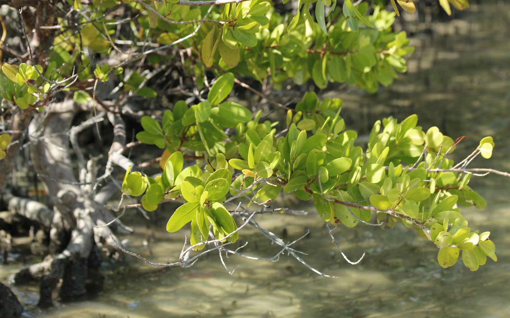 White Mangroves The easiest way to identify white mangroves (Laguncularia racemosa) is by their distinctive leaves.  © Florida Department of Environmental Protection