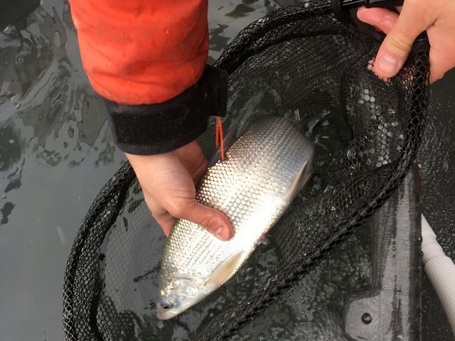 Scientists are studying lake whitefish as part of research to determine which part of the fish's life cycle is being disrupted.