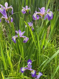 Purple and white irises bloom above the plants' green, sword-shaped leaves.