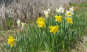 Clusters of yellow and white daffodils in full bloom in a meadow by a pond.