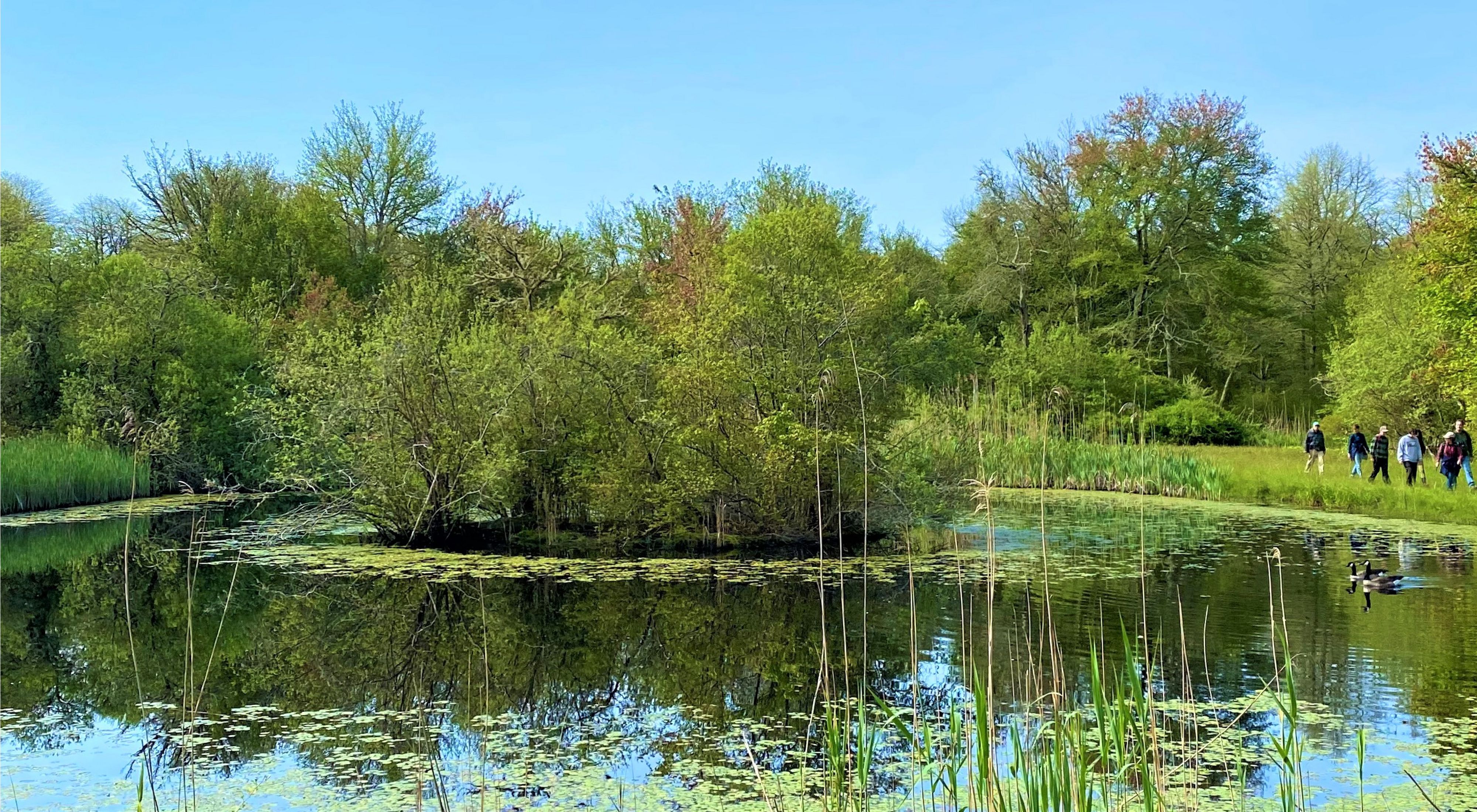 A small pond in a forested clearing reflects the blue sky above. 