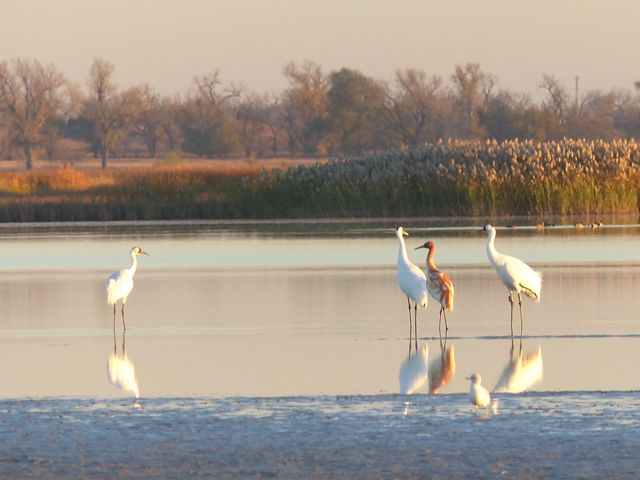 Three large white birds and one large brown bird standing in shallow water.