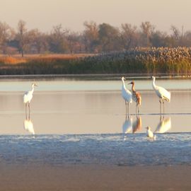 Three large white birds and one large brown bird standing in a shallow pool of water.