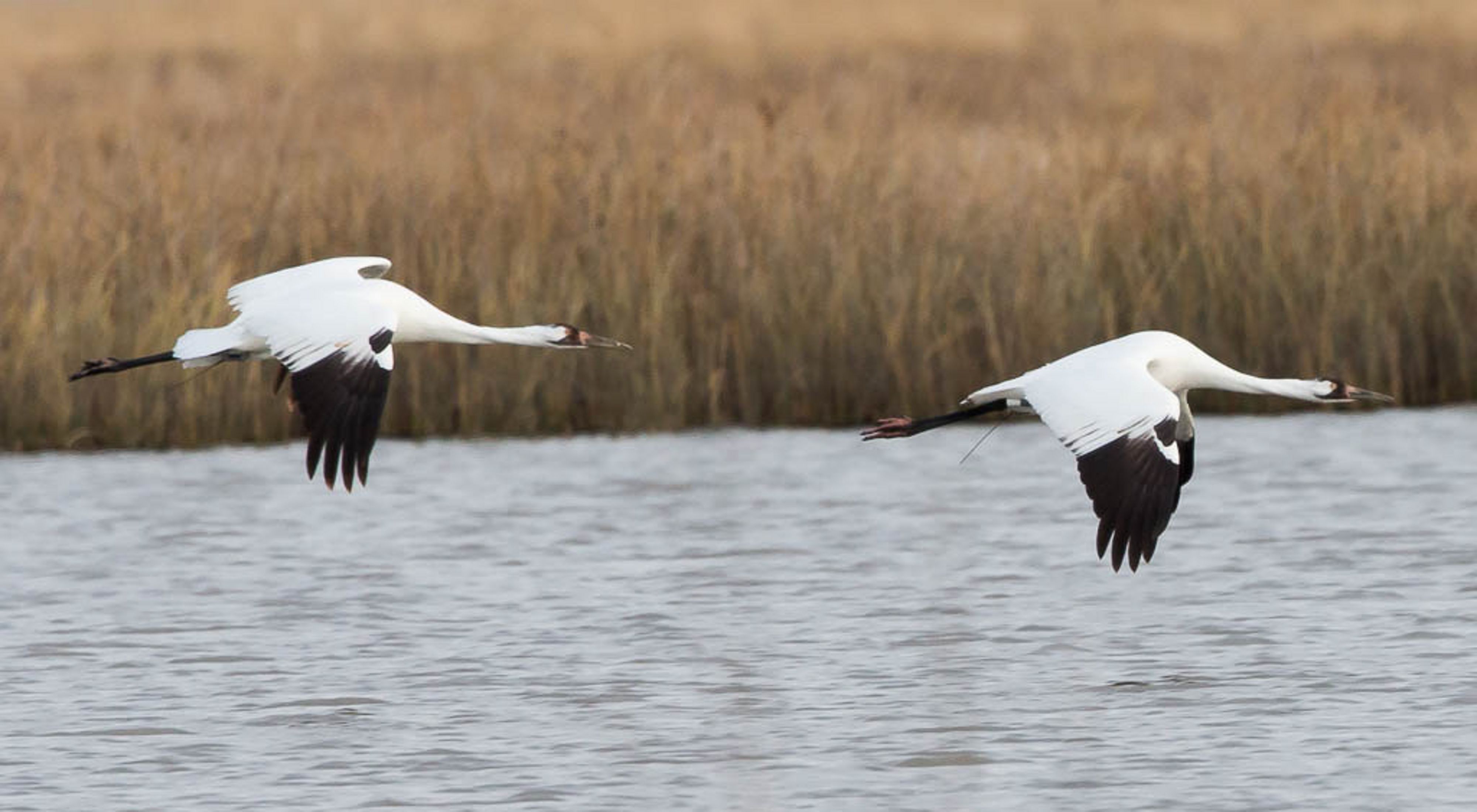 Two white and black whooping cranes mid-flight over a lake.