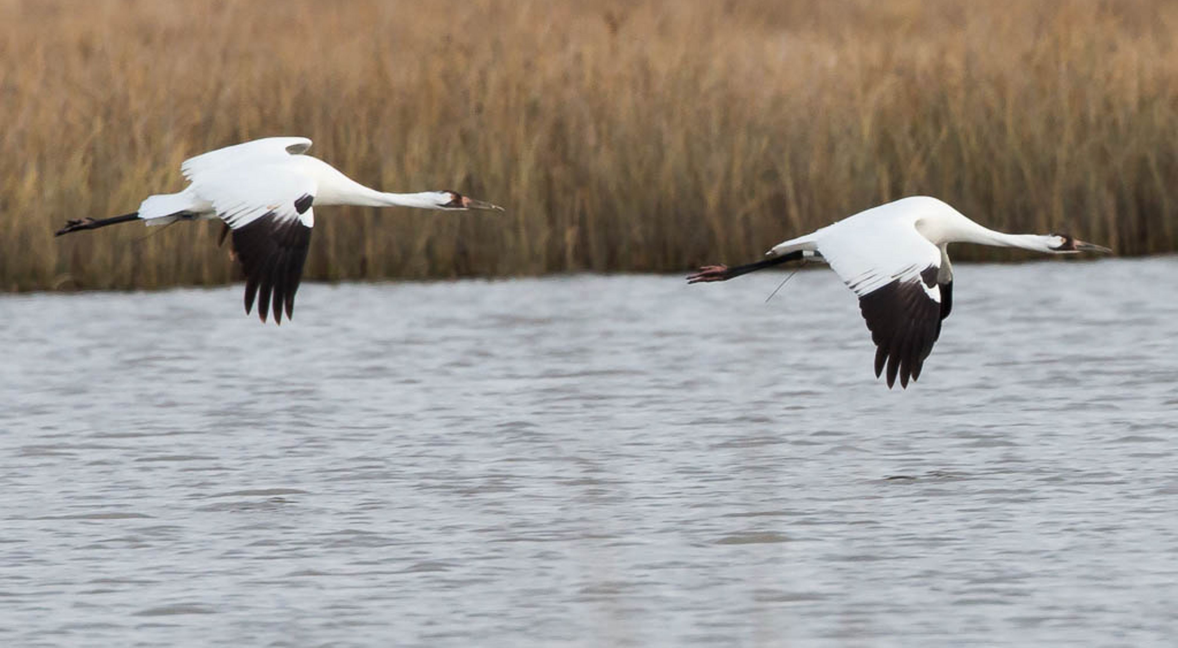 Two white and black whooping cranes mid-flight over a lake.