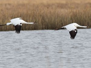 Two black-and-white whooping cranes fly low over a body of water.