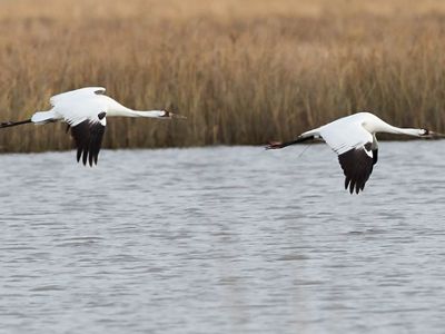 Two whooping cranes flying low above open gray water