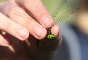 A dragonfly with bright green eyes is held gently between fingers and presented to the camera.
