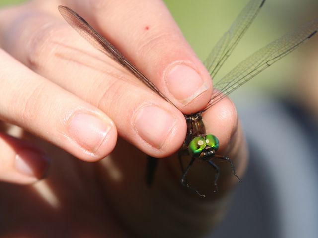 A dragonfly with bright green eyes is held gently between fingers and presented to the camera.