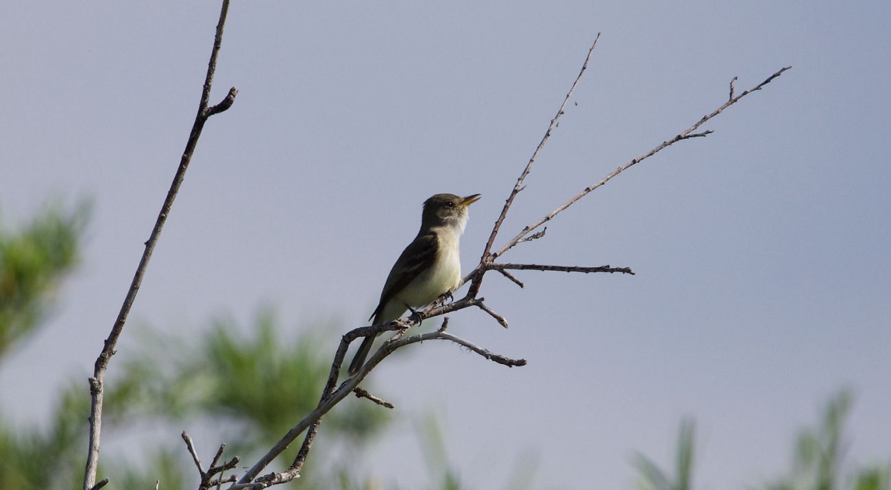 A profile of a small bird sitting on a branch.