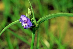 A close-up of a purple spiderwort plant.