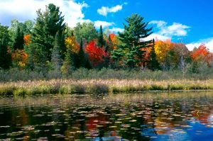 Brightly colored trees along the shore of Caroline Lake in the fall. 