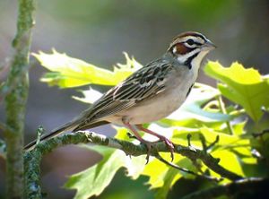 A lark sparrow bird standing on a branch.