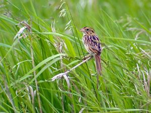 A brown bird rests on long grasses.