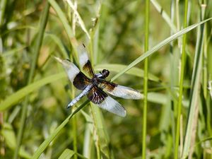 An adult widow skimmer is perched on a single blade of grass. 
