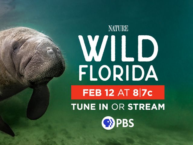 PBS Wild Florida