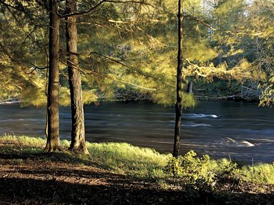 A fast flowing river with conifer trees on its banks.