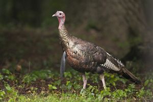 A wild turkey walks on a patch of dirt.