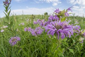 Light blue wild bergamot flowers in a lush, green prairie. 