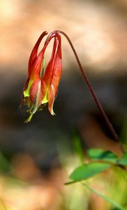 A wild columbine - a pink and green flower with a pinkish stem.