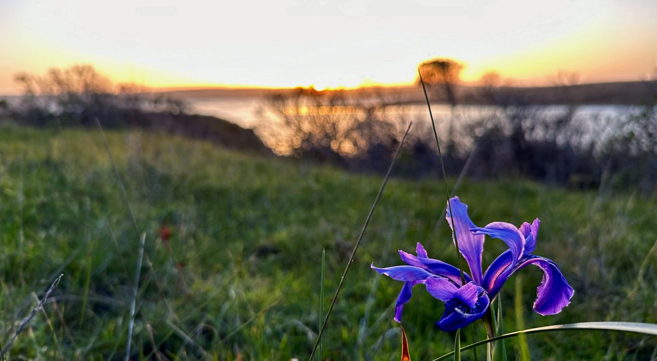 Wild iris in the foreground and landscape and water in the background at Point Reyes National Seashore.