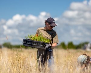 A volunteer stands in a sandplain grassland holding a tray of blazingstar seedlings, another volunteer crouches to plant one in the ground.